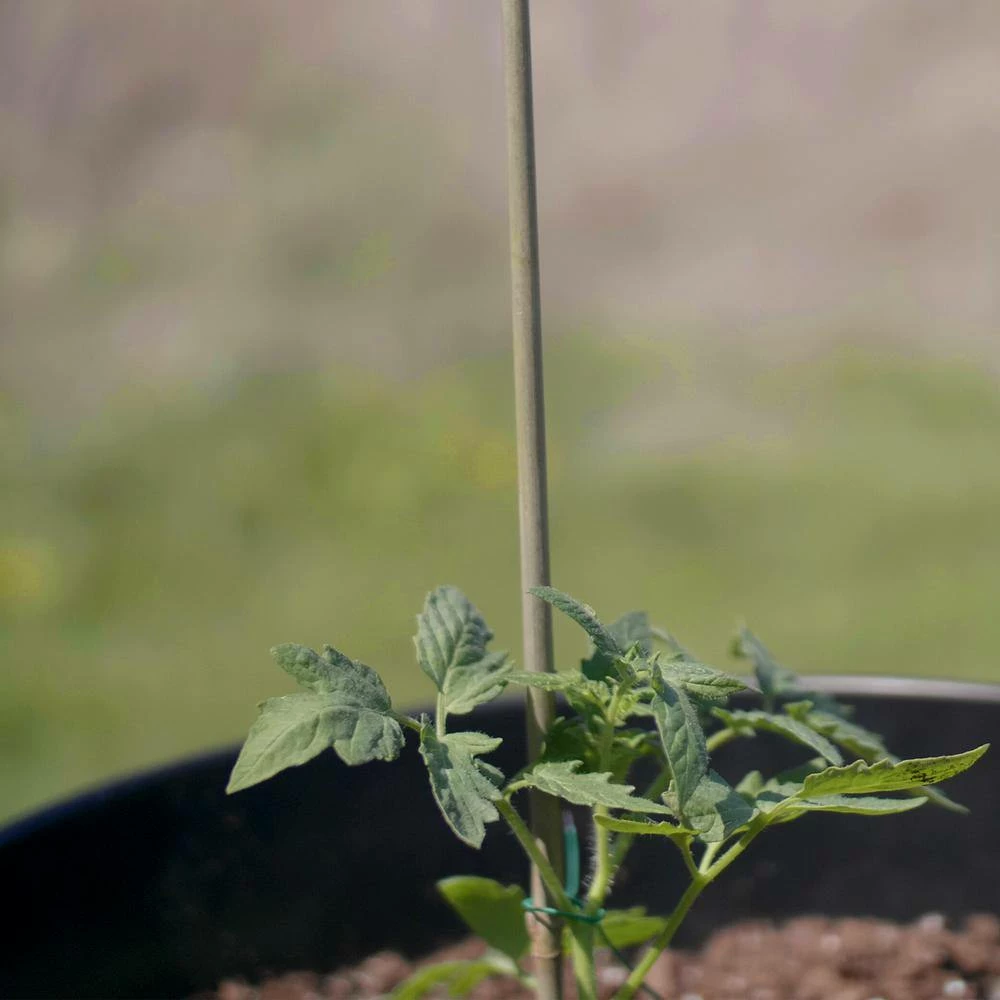 Vigoro 5 ft. Natural Bamboo Stake - Image 8