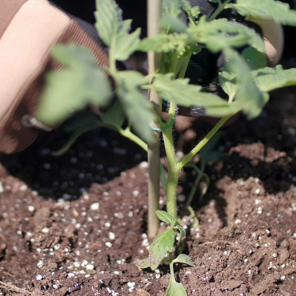 Vigoro 5 ft. Natural Bamboo Stake - Image 7