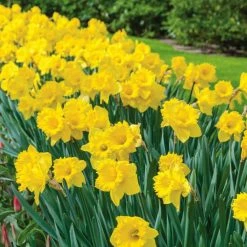 Vigoro 15/17 cm Premium XL Yellow Trumpet Daffodil Bulbs (Bag of 100)