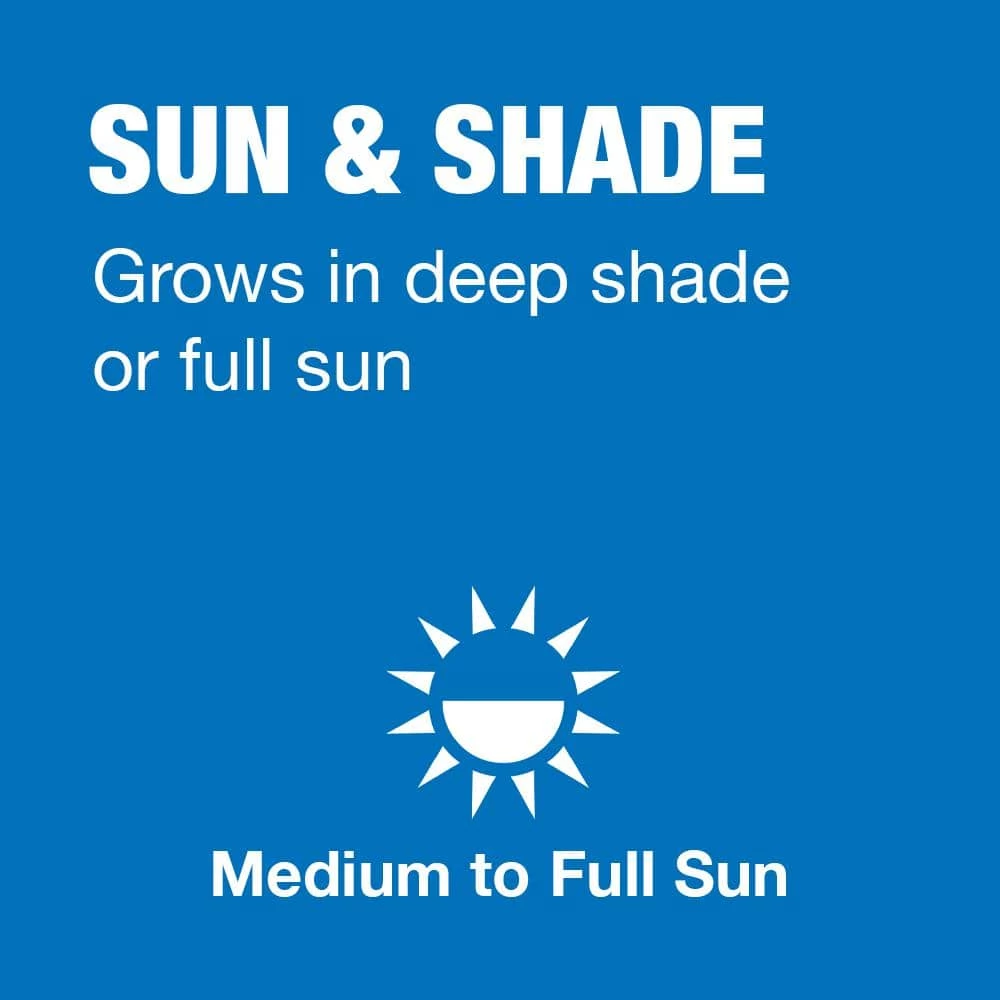 Vigoro 7 lbs. Sun and Shade Grass Seed Mix with Water Saver Seed Coating - Image 4