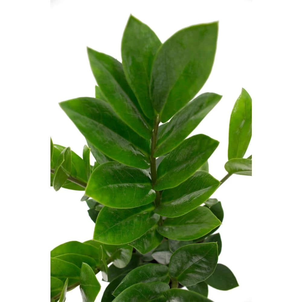 Vigoro 6 in. ZZ Indoor Plant in Small White Ribbed Plastic Decor Planter (2-Pack) - Image 4